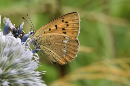 Lycaenidae-Lycaeninae-Heodes virgaureae, DSC_0162