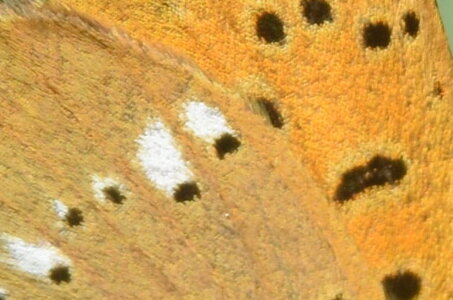 Lycaenidae-Lycaeninae-Heodes virgaureae, DSC_0179