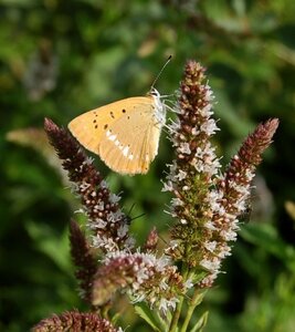 Lycaenidae-Lycaeninae-Heodes virgaureae, DSC_0292a