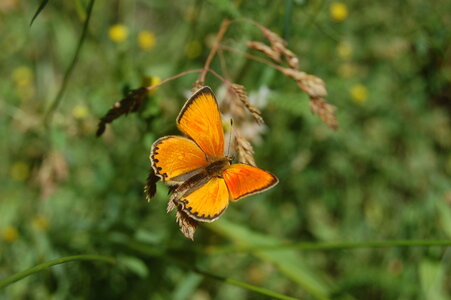 Lycaenidae-Lycaeninae-Heodes virgaureae, DSC_0317