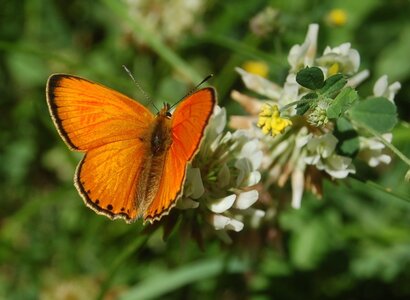 Lycaenidae-Lycaeninae-Heodes virgaureae, DSC_0324