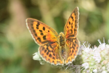 Lycaenidae-Lycaeninae-Heodes virgaureae, DSC_0496