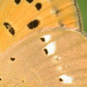 Lycaenidae-Lycaeninae-Heodes virgaureae, DSC_0519