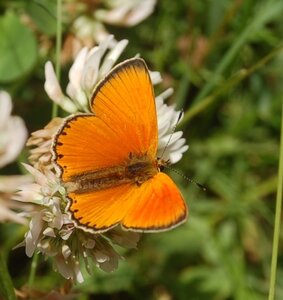 Lycaenidae-Lycaeninae-Heodes virgaureae, DSC_0859