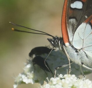 Nymphalidae-Limenitinae-Limenitis reducta (le Sylvain azuré)-Gagnières, DSC_0222ABC