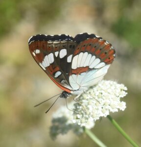 Nymphalidae-Limenitinae-Limenitis reducta (le Sylvain azuré)-Gagnières, DSC_0230A