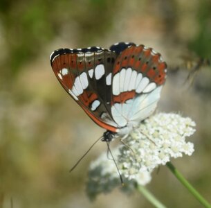 Nymphalidae-Limenitinae-Limenitis reducta (le Sylvain azuré)-Gagnières, DSC_0231A