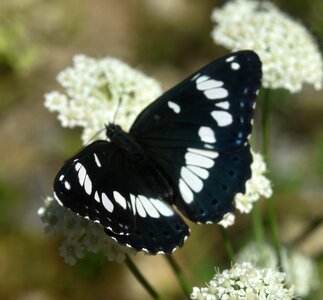 Nymphalidae-Limenitinae-Limenitis reducta (le Sylvain azuré)-Gagnières, DSC_0248A