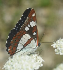 Nymphalidae-Limenitinae-Limenitis reducta (le Sylvain azuré)-Gagnières, DSC_0251A