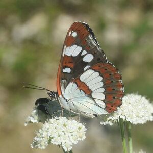 Nymphalidae-Limenitinae-Limenitis reducta (le Sylvain azuré)-Gagnières, DSC_0265