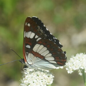 Nymphalidae-Limenitinae-Limenitis reducta (le Sylvain azuré)-Gagnières, DSC_0266
