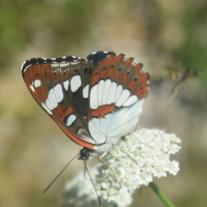 Nymphalidae-Limenitinae-Limenitis reducta (le Sylvain azuré)-Gagnières, DSC_0273