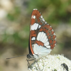 Nymphalidae-Limenitinae-Limenitis reducta (le Sylvain azuré)-Gagnières, DSC_0283