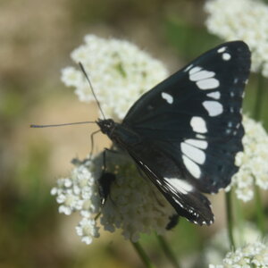 Nymphalidae-Limenitinae-Limenitis reducta (le Sylvain azuré)-Gagnières, DSC_0285