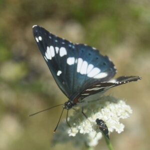 Nymphalidae-Limenitinae-Limenitis reducta (le Sylvain azuré)-Gagnières, DSC_0286