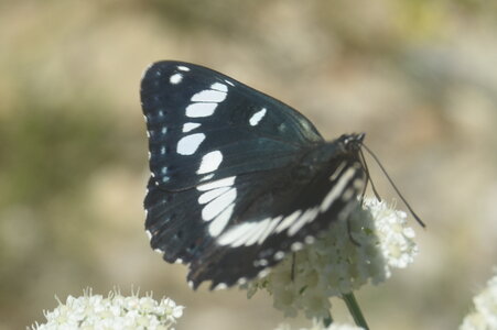Nymphalidae-Limenitinae-Limenitis reducta (le Sylvain azuré)-Gagnières, DSC_0288