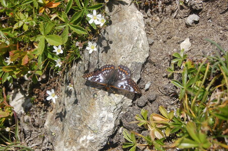Nymphalidae-Nymphalinae-Melitaeini-Euphydryas cynthia, Suisse GR (Bernina), A000175