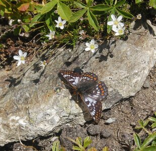 Nymphalidae-Nymphalinae-Melitaeini-Euphydryas cynthia, Suisse GR (Bernina), Copie de A000172
