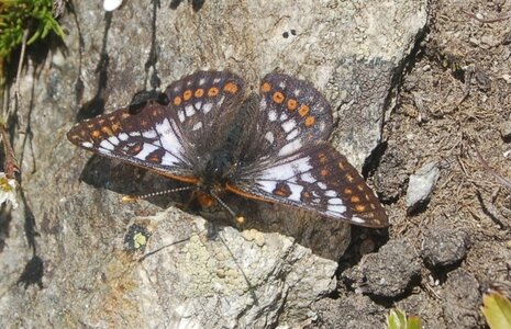 Nymphalidae-Nymphalinae-Melitaeini-Euphydryas cynthia, Suisse GR (Bernina), Copie de A000175