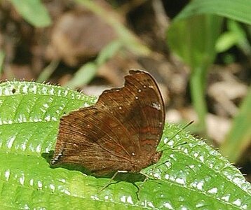 Nymphalidae-Nymphalinae-Junonia goudoti- Madagascar (Ankarafantsika), DSC_0382