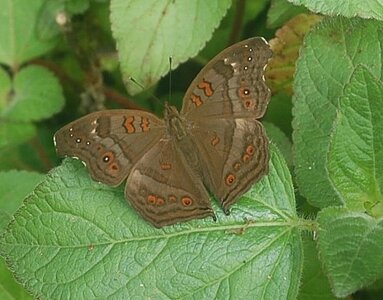 Nymphalidae-Nymphalinae-Junonia goudoti- Madagascar (Ankarafantsika), DSC_0988-1