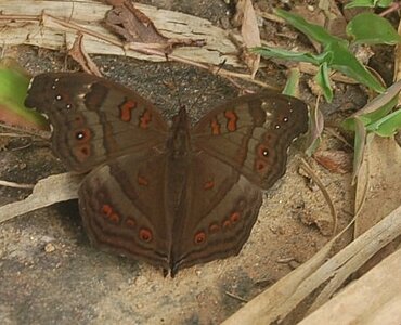 Nymphalidae-Nymphalinae-Junonia goudoti- Madagascar (Ankarafantsika), DSC_0993