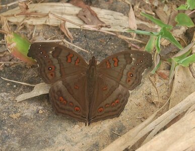 Nymphalidae-Nymphalinae-Junonia goudoti- Madagascar (Ankarafantsika), DSC_0997-1
