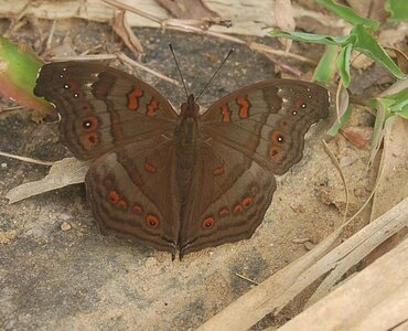Nymphalidae-Nymphalinae-Junonia goudoti- Madagascar (Ankarafantsika), DSC_0998