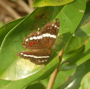 Nymphalidae-Nymphalinae-Anartia fatima, Costa Rica, DSC_0429