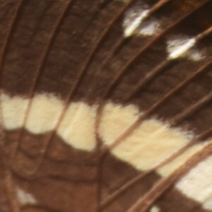 Nymphalidae-Nymphalinae-Anartia fatima, Costa Rica, DSC_0714