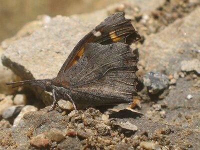Libytheidae - Libythea celtis -Gagnières, IMG_3923
