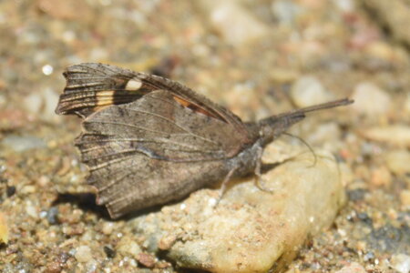 Libytheidae - Libythea celtis -Gagnières, DSC_0381