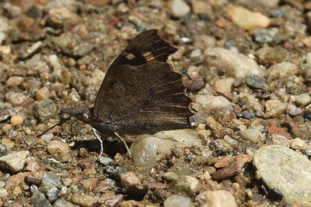 Libytheidae - Libythea celtis -Gagnières, DSC_0382