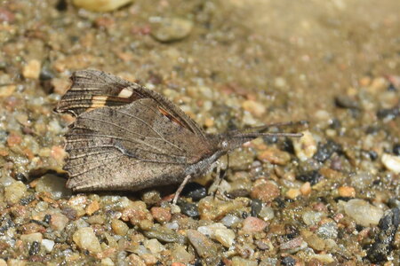Libytheidae - Libythea celtis -Gagnières, DSC_0392