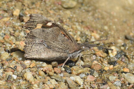 Libytheidae - Libythea celtis -Gagnières, DSC_0395