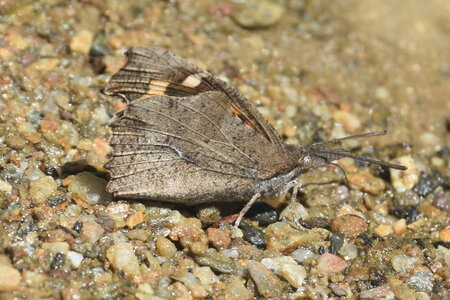 Libytheidae - Libythea celtis -Gagnières, DSC_0397