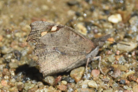 Libytheidae - Libythea celtis -Gagnières, DSC_0398