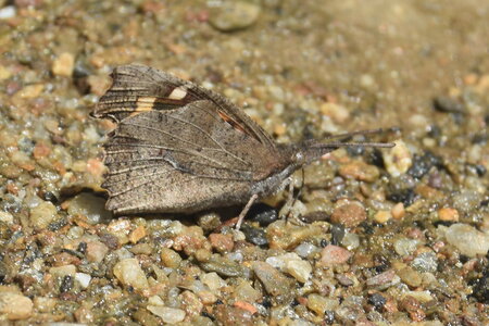 Libytheidae - Libythea celtis -Gagnières, DSC_0399