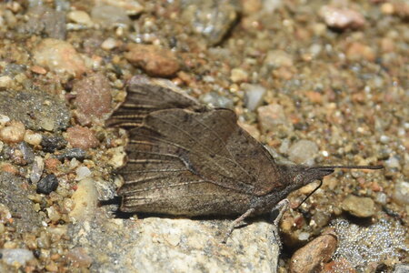 Libytheidae - Libythea celtis -Gagnières, DSC_0407
