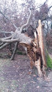 Chute de chene au Chanterelles, 20201214_164903
