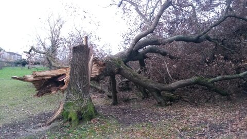Chute de chene au Chanterelles, 20201214_170144
