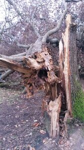 Chute de chene au Chanterelles, 20201214_170223