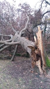 Chute de chene au Chanterelles, 20201214_170419