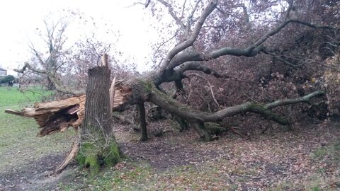 Chute de chene au Chanterelles, 20201214_170543