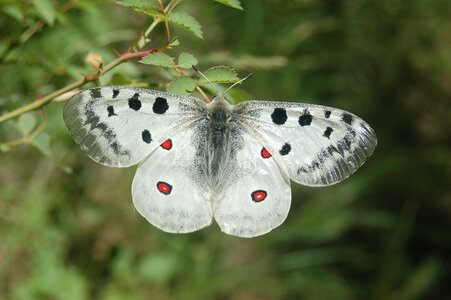 Papilionidae-Parnassiinae-Parnassius apollo-Colmars-les-Alpes, DSC_0067