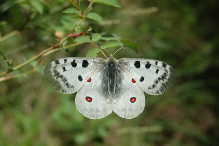 Papilionidae-Parnassiinae-Parnassius apollo-Colmars-les-Alpes, DSC_0069