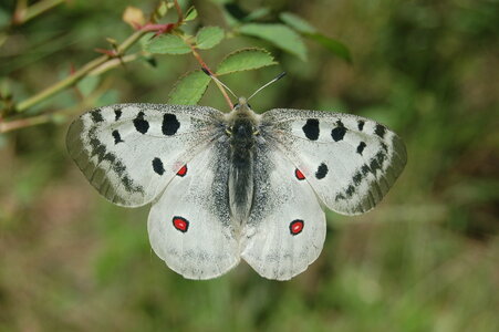 Papilionidae-Parnassiinae-Parnassius apollo-Colmars-les-Alpes, DSC_0070