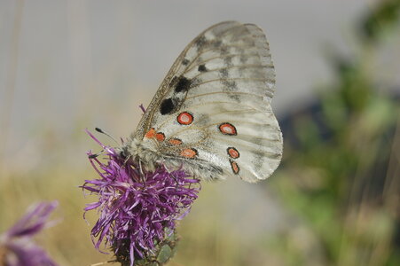 Papilionidae-Parnassiinae-Parnassius apollo-Colmars-les-Alpes, A000476