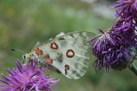 Papilionidae-Parnassiinae-Parnassius apollo-Colmars-les-Alpes, A000493