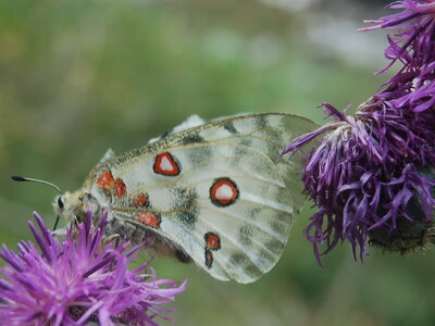 Papilionidae-Parnassiinae-Parnassius apollo-Colmars-les-Alpes, B000136